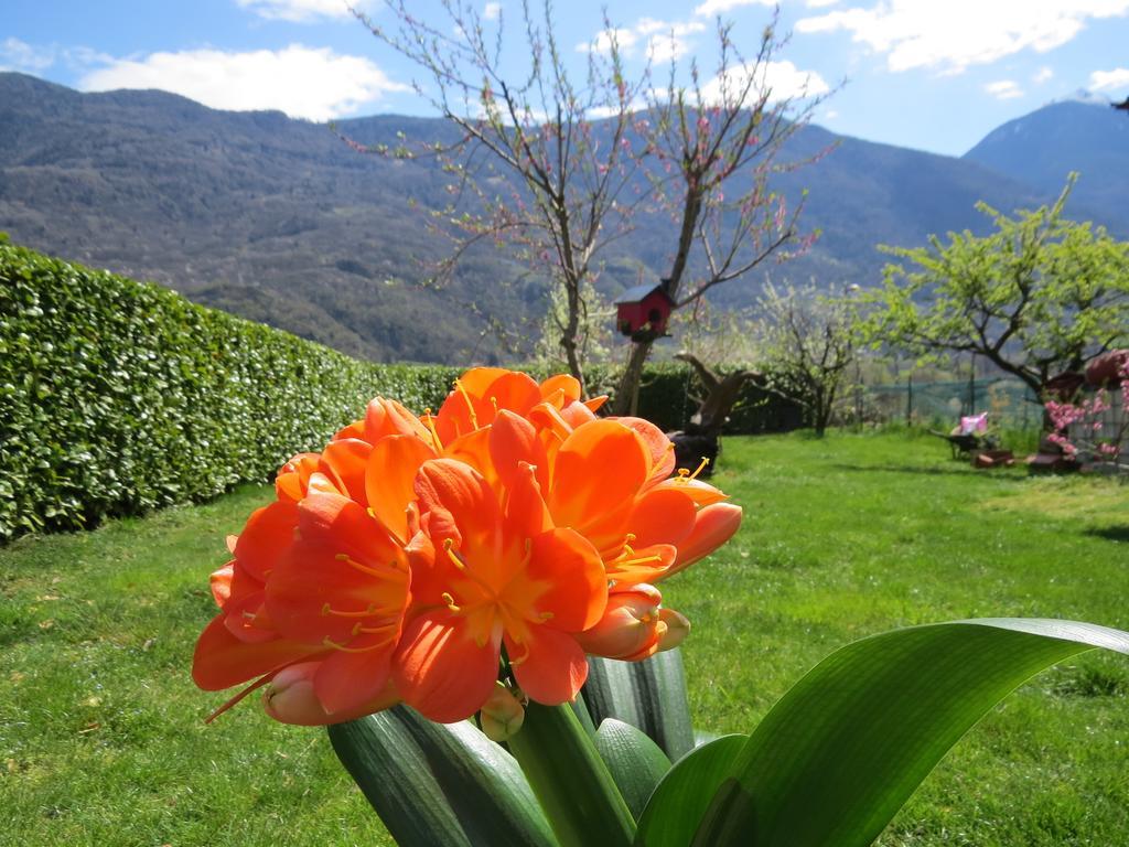 B&B Il Grappolo Bianzone Luaran gambar